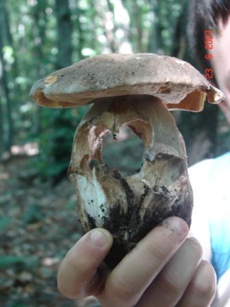 Limax mangia-porcini